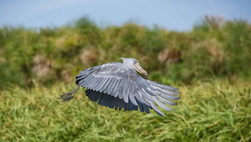 Shoebil at Lake Victoria Tanzania