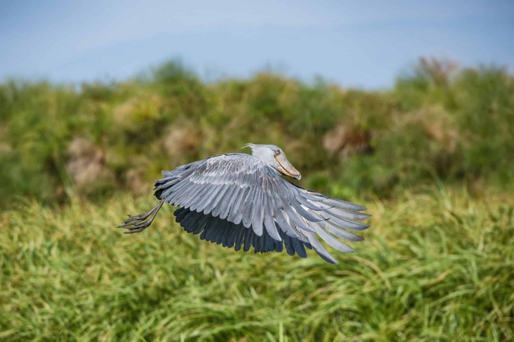 Shoebil at Lake Victoria Tanzania