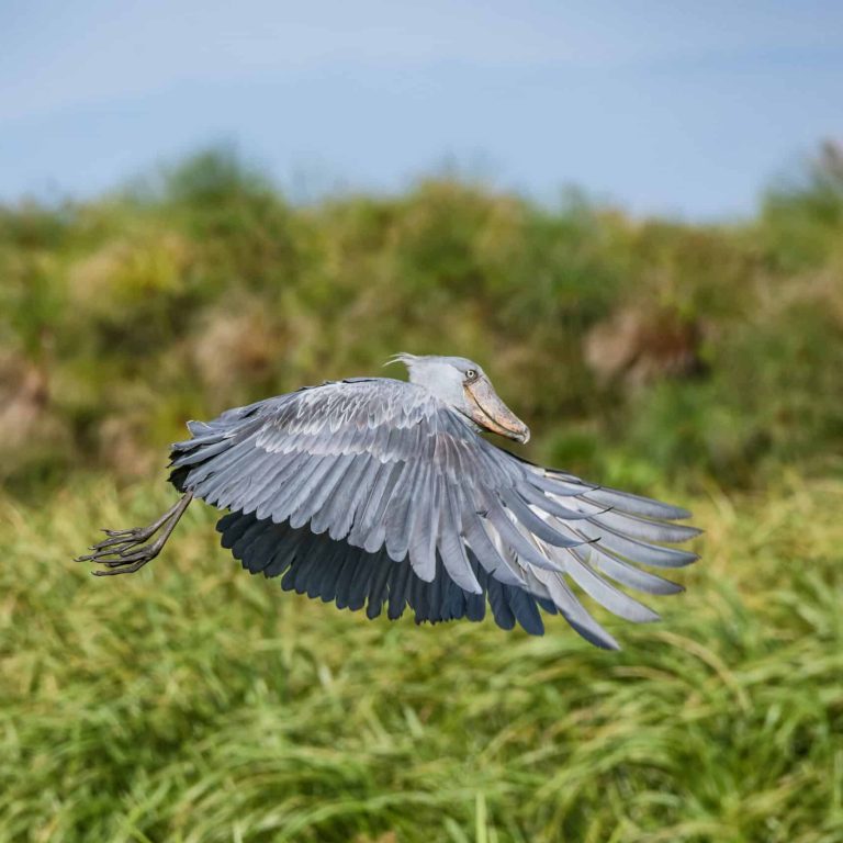 Where to See the Rare Shoebill Stork in Tanzania