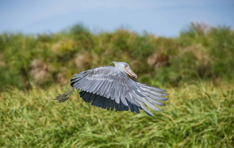 Where to See the Rare Shoebill Stork in Tanzania