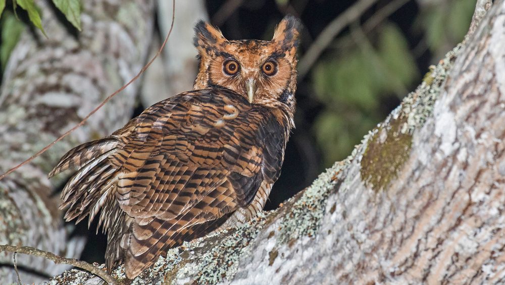 Usambara Eagle Owl Tanzania