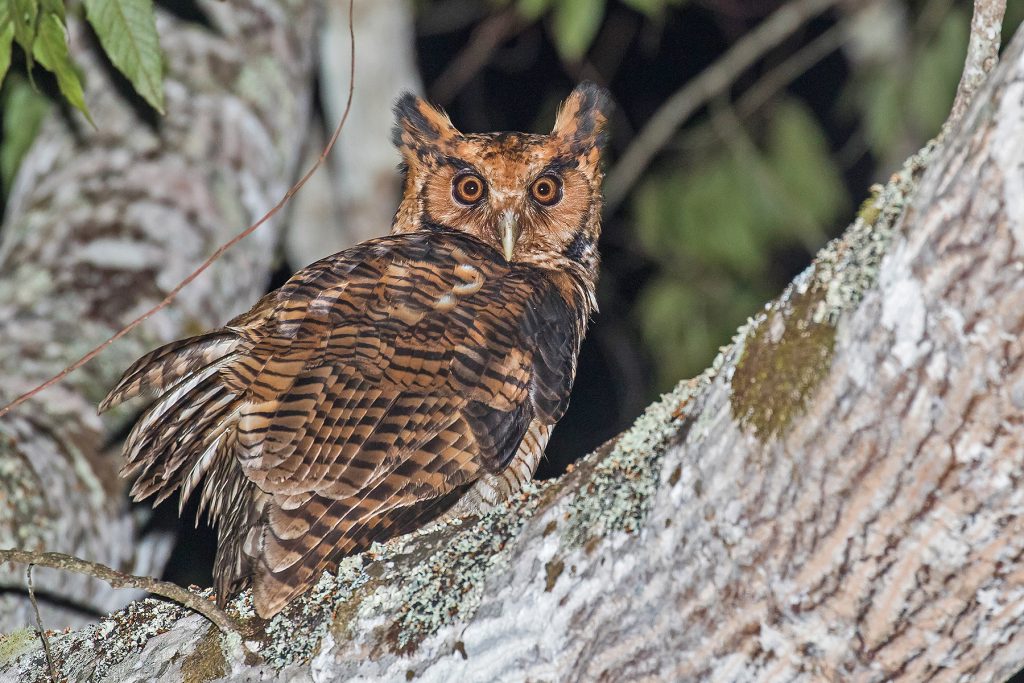 Usambara Eagle Owl Tanzania