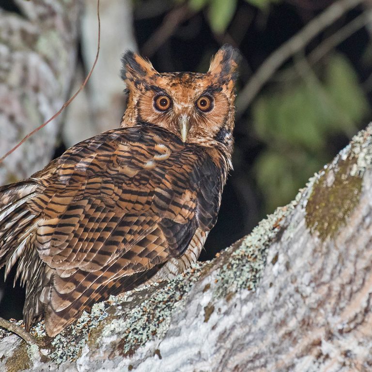 Night Birds of Tanzania: A Guide to Owls & Nightjars