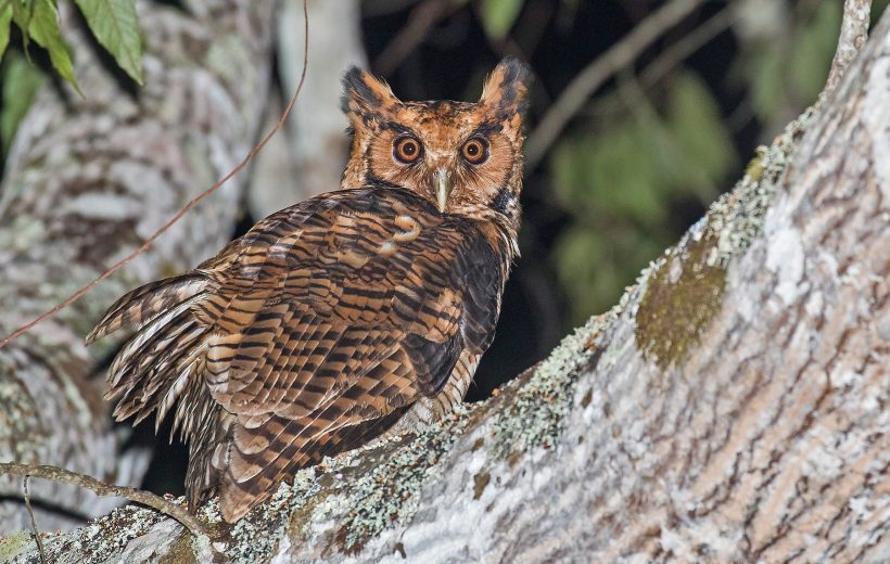 Night Birds of Tanzania: A Guide to Owls & Nightjars