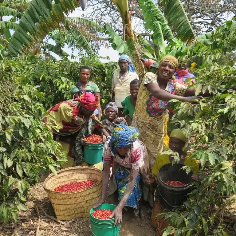 Tanzania’s Coffee Culture: A Journey from Bean to Cup