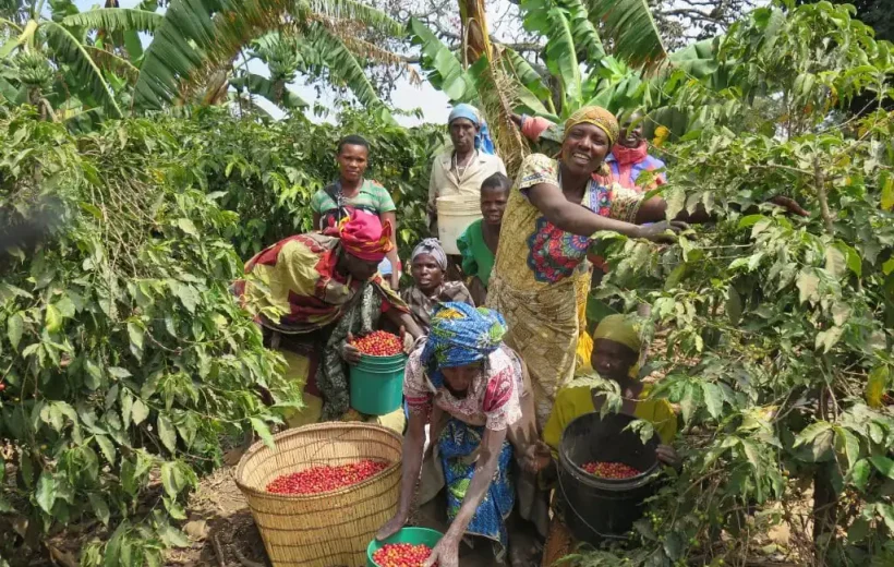 Tanzania’s Coffee Culture: A Journey from Bean to Cup