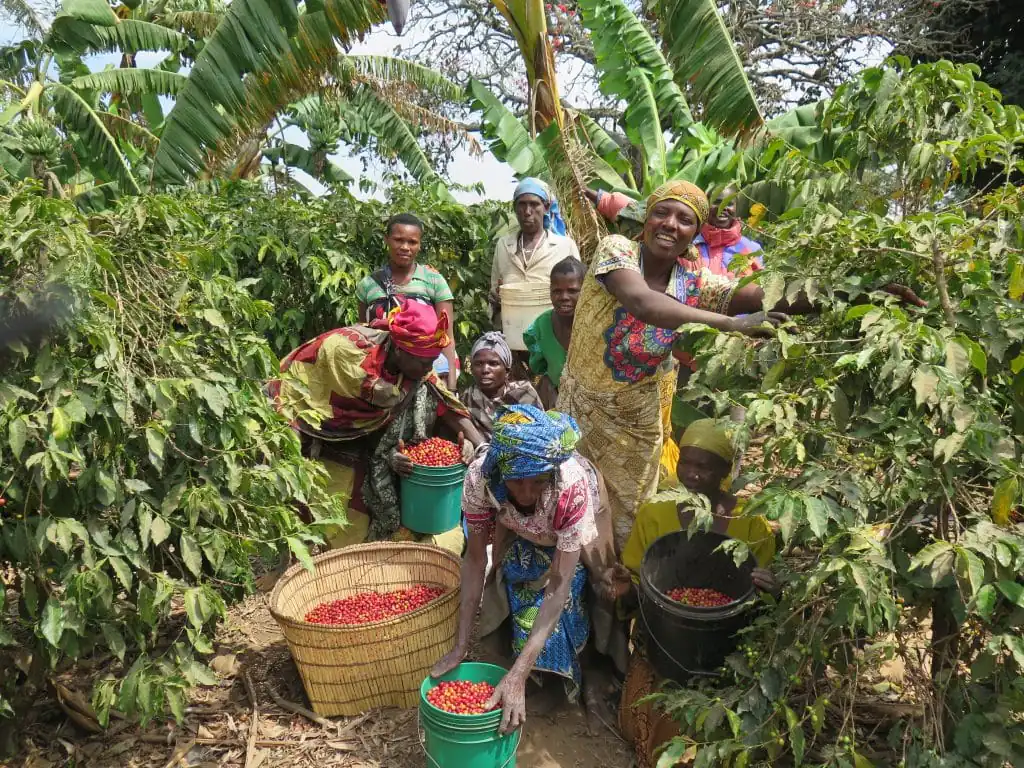 coffe plantation