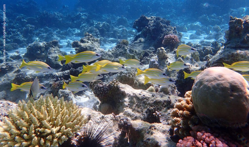 coral reef mnemba island 1