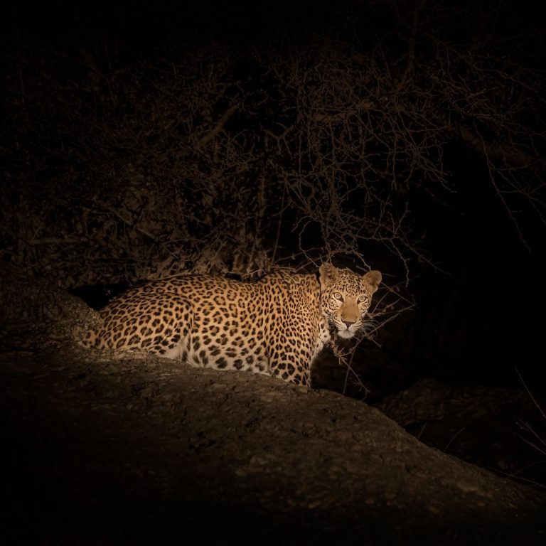 Is a Night Safari Worth It? What to Expect After Dark