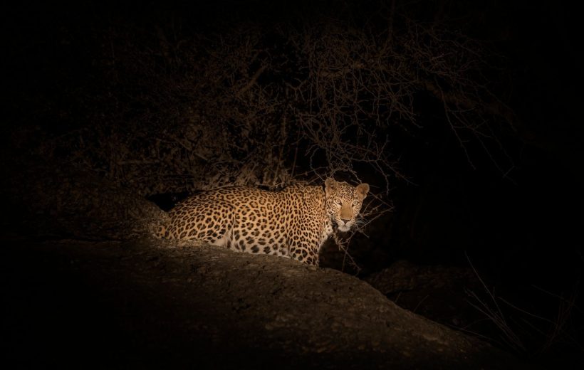 Is a Night Safari Worth It? What to Expect After Dark