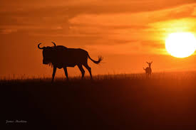 How to Take Incredible Sunset & Sunrise Photos on Safari