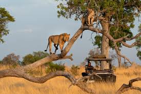 How to Film a Wildlife Documentary on Your Safari