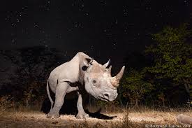 Night Photography on Safari: Tips for Capturing Nocturnal Wildlife