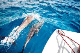 Swimming with Dolphins in Zanzibar: Is It Ethical?