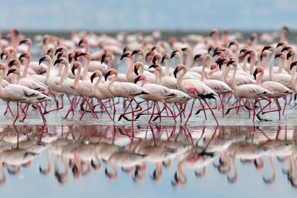 flamingo