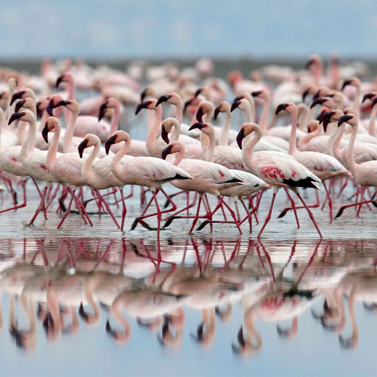 The Magic of Flamingo Safaris at Lake Natron & Lake Manyara