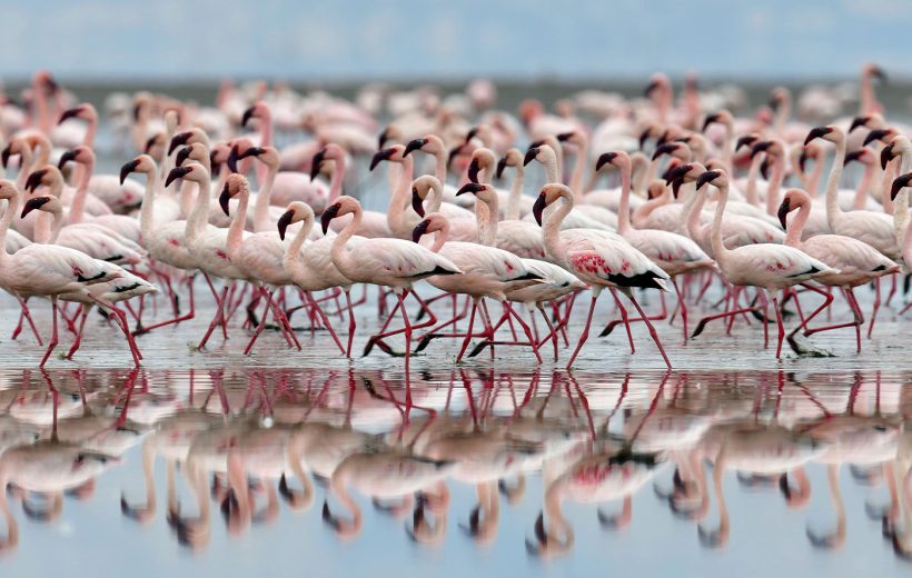 The Magic of Flamingo Safaris at Lake Natron & Lake Manyara