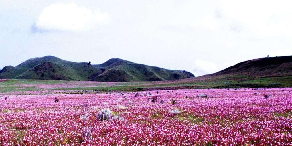 Wildflower Safari: Discovering Tanzania’s Hidden Blooms