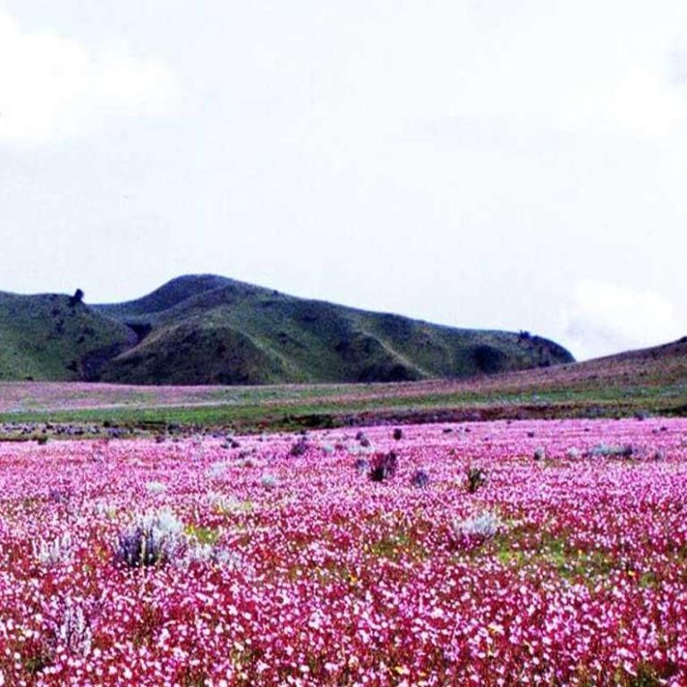 Wildflower Safari: Discovering Tanzania’s Hidden Blooms