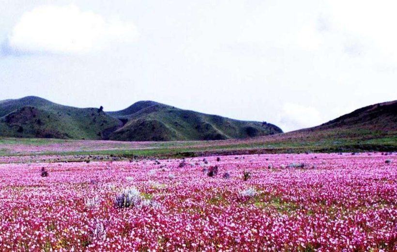 Wildflower Safari: Discovering Tanzania’s Hidden Blooms