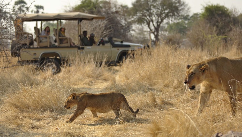 lion in ruaha