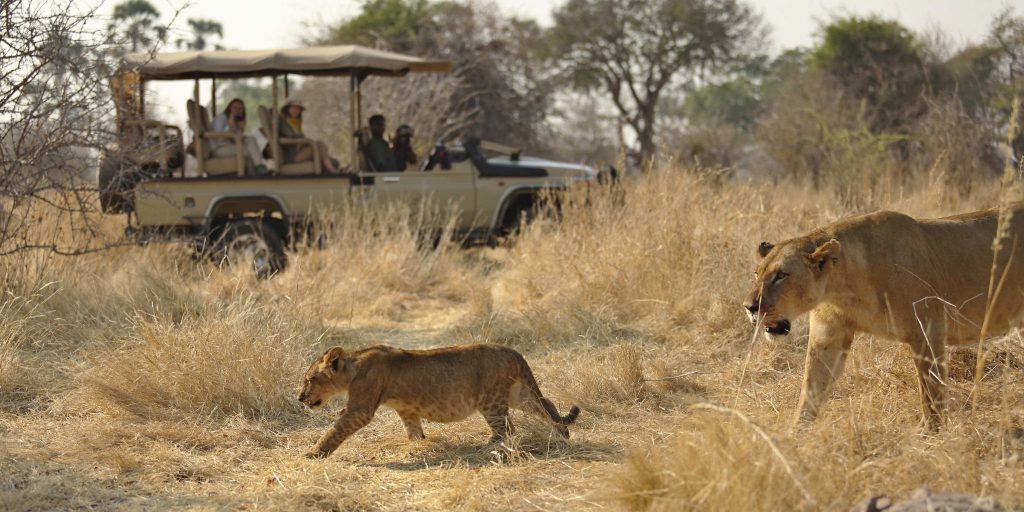 lion in ruaha