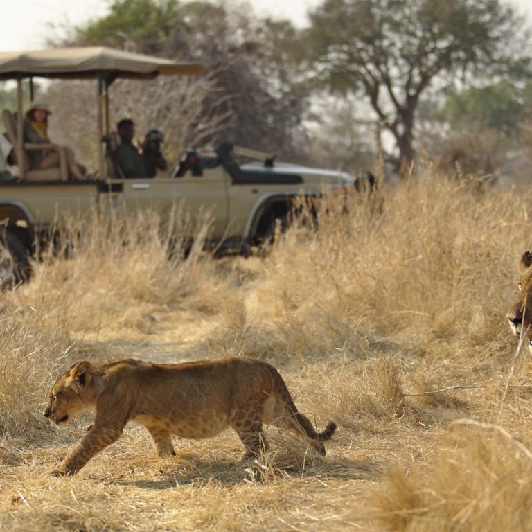 Top 5 Hidden Gem Safari Parks in Tanzania