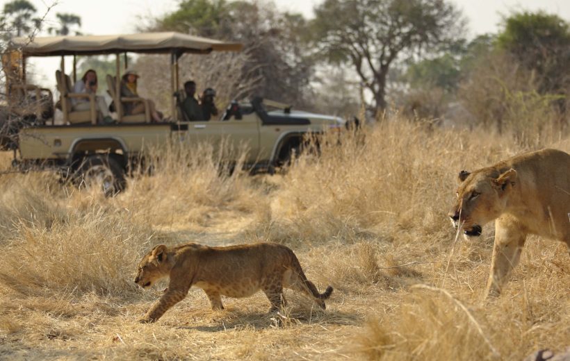 Top 5 Hidden Gem Safari Parks in Tanzania