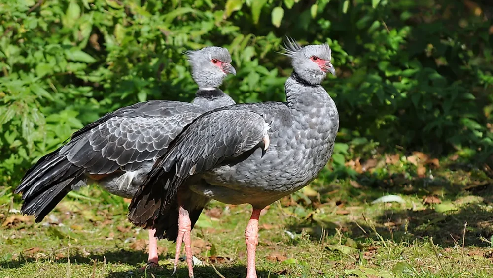 native birds