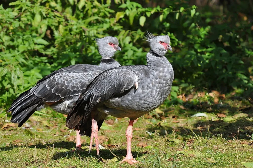 native birds