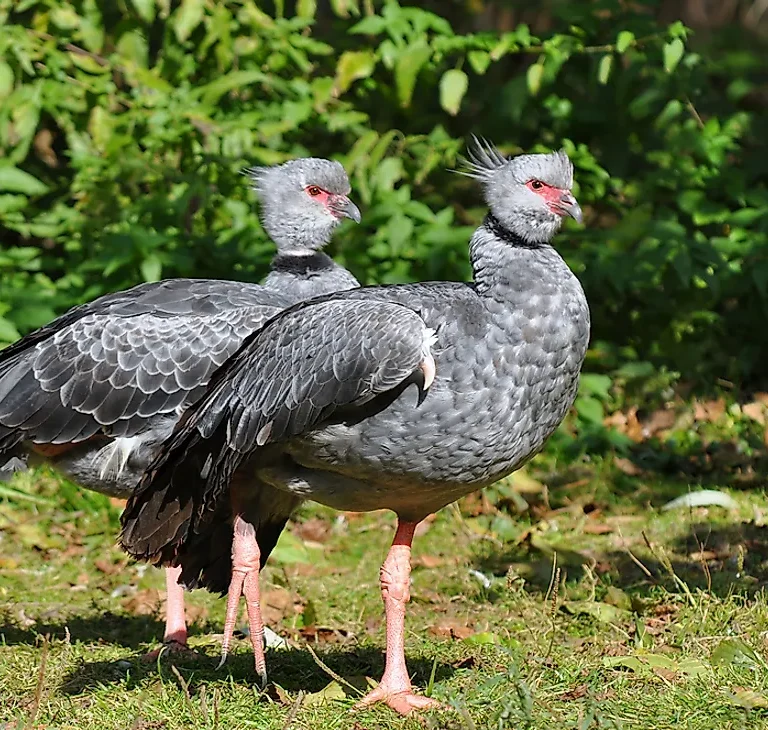 The Role of Birds in Tanzania’s Ecosystem & Conservation Efforts