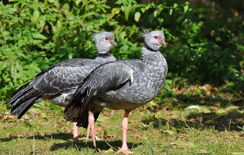 The Role of Birds in Tanzania’s Ecosystem & Conservation Efforts