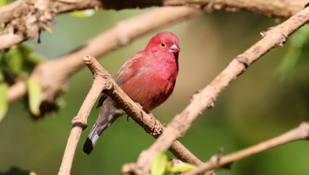 red billed