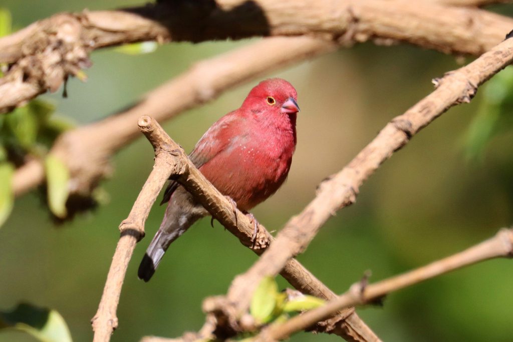 red billed