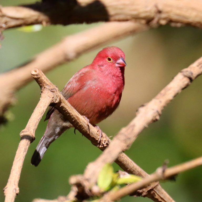 How to Identify Tanzania’s Most Colorful Birds