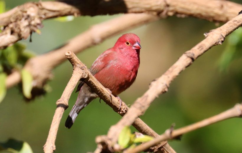 How to Identify Tanzania’s Most Colorful Birds