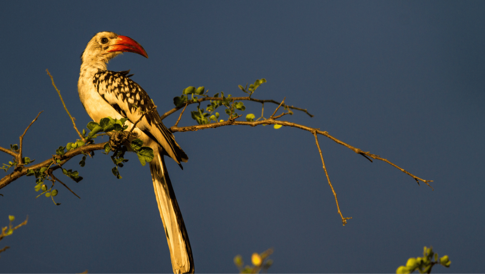 red billed hornbill southern tanzania birding asilia africa