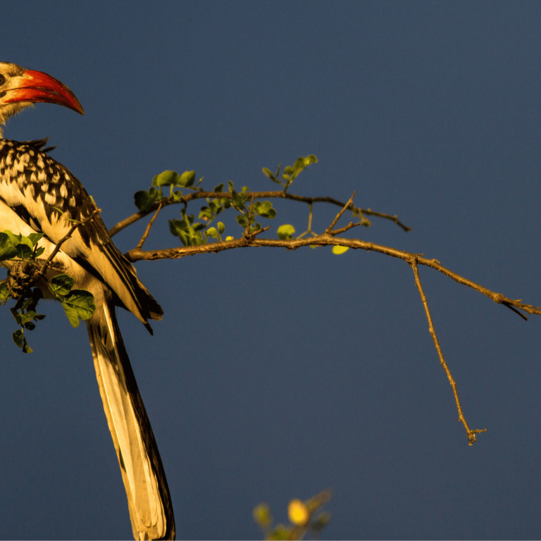 Seasonal Birding: When and Where to See Migratory Birds in Tanzania