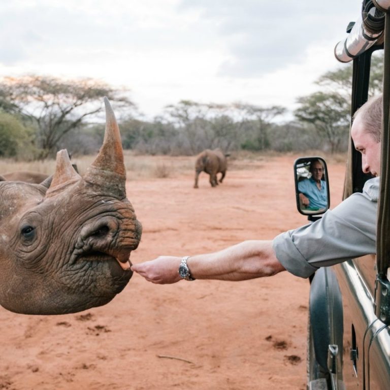 Rhino Conservation in Tanzania: How You Can Help