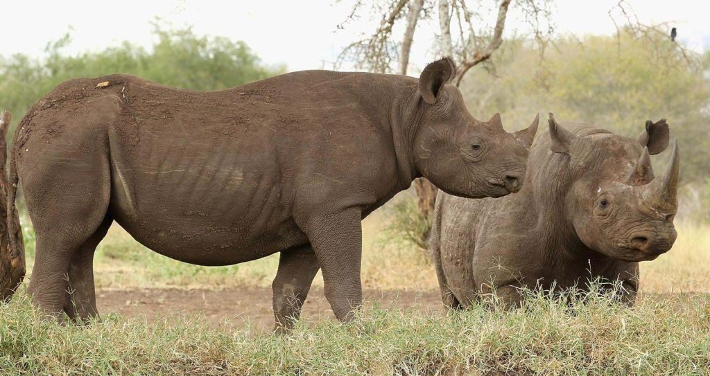 rhinos in tanzaniabannerweb