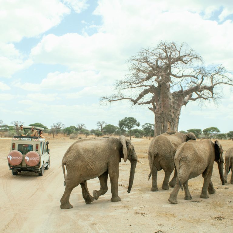 What’s New for Tanzania Safari and Tours in 2025