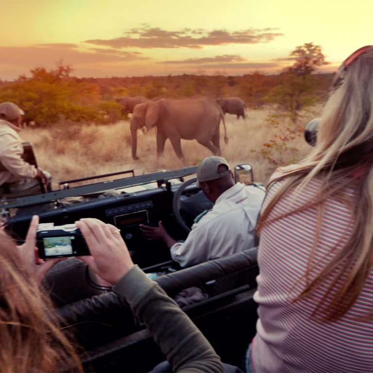 Wildlife Photography Tips for Capturing Stunning Safari Shots