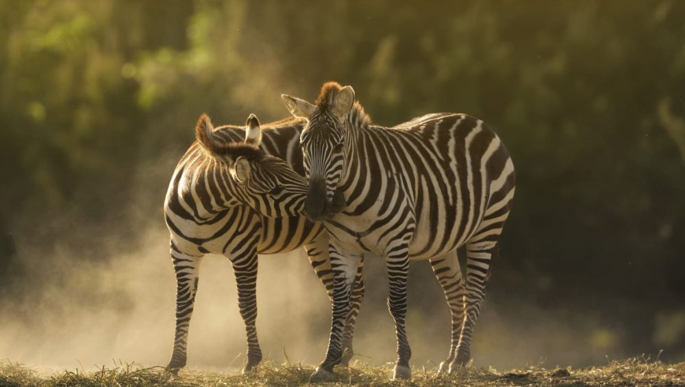 zebras cuddling