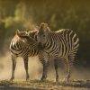 zebras cuddling