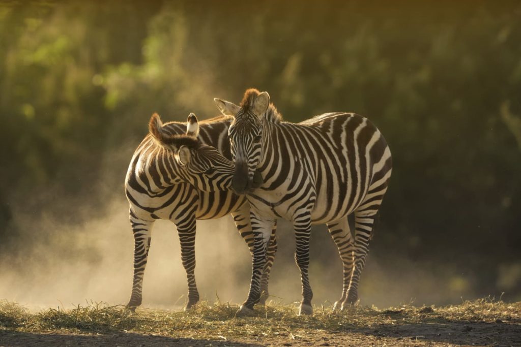 How Climate Change is Affecting Tanzania’s Wildlife
