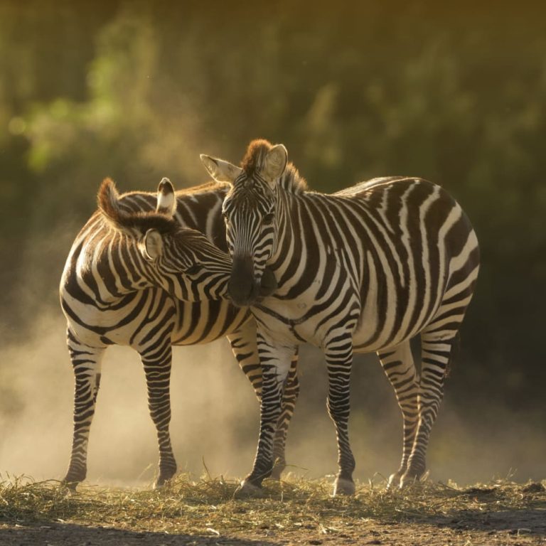 How Climate Change is Affecting Tanzania’s Wildlife