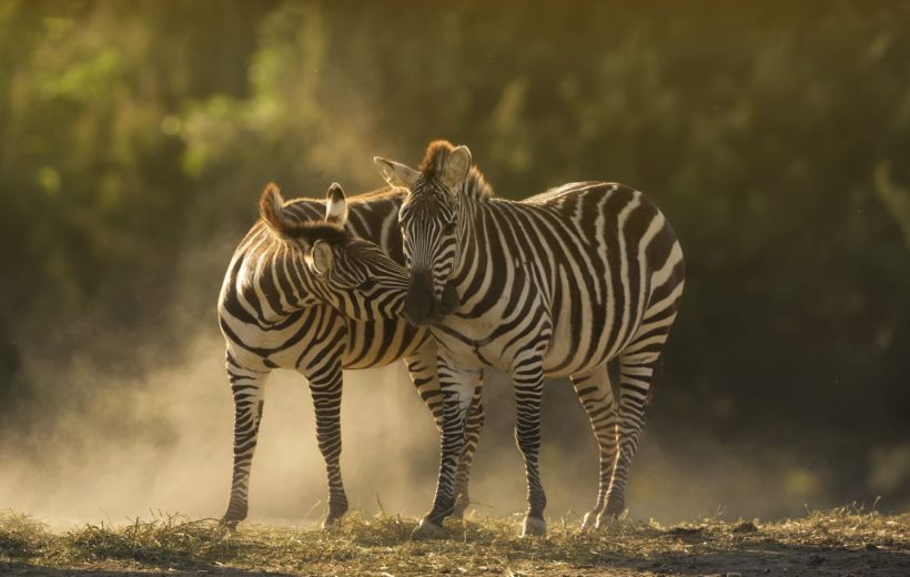 How Climate Change is Affecting Tanzania’s Wildlife