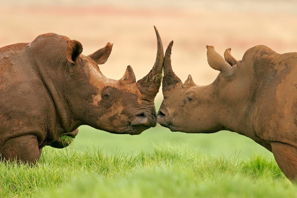 5-Day Unforgettable Fly-out in Serengeti & Zanzibar
