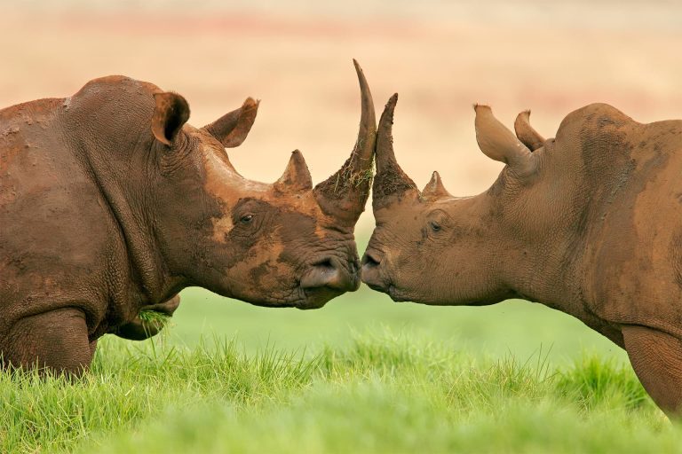 5-Day Unforgettable Fly-out in Serengeti & Zanzibar