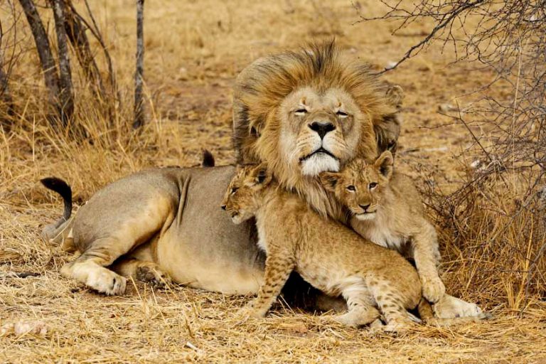 3-Day Serengeti and Ngorongoro Camping Fly-in Safari